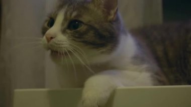 Gri evcil bir kedi uyanıyor, etrafa bakıyor ve bir süre sonra tekrar uykuya dalıyor.