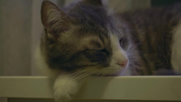 Gato Doméstico Cinza Acorda Olha Volta Depois Tempo Adormece Novamente — Vídeo de Stock