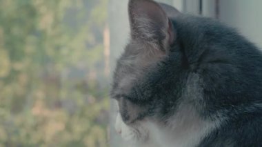 Pencere kenarında oturan ve pencereden sokağa bakan bir kedinin ağızlık sesi.