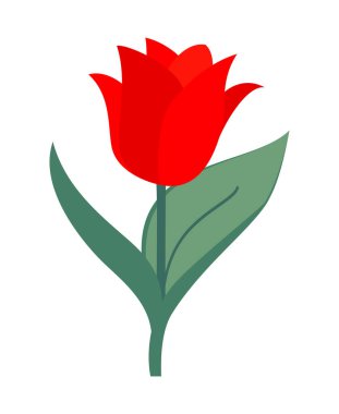 Beyaz arkaplanda tek renkli kırmızı lale çiçeği