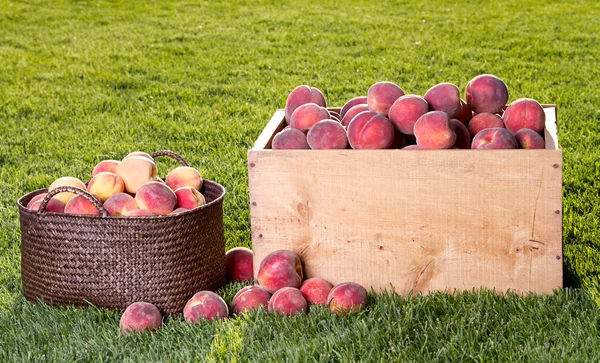 Много персиков в деревянном ящике и корзине — стоковое фото