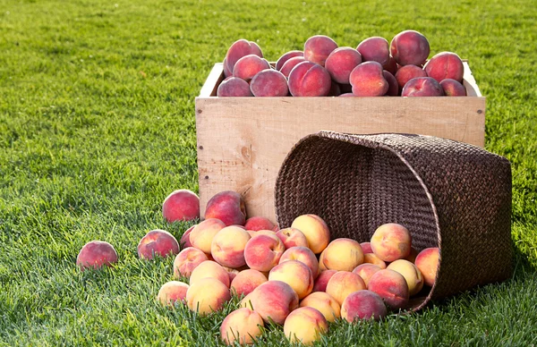 Many peaches in wooden crate and basket — Stock Photo, Image