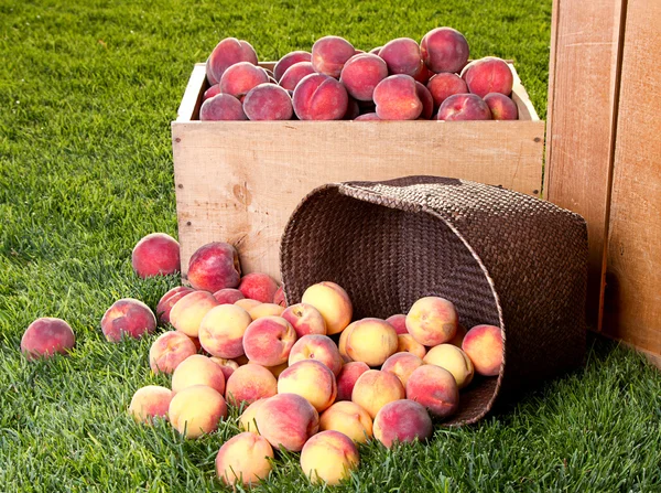 Many peaches in wooden crate and basket — Stock Photo, Image