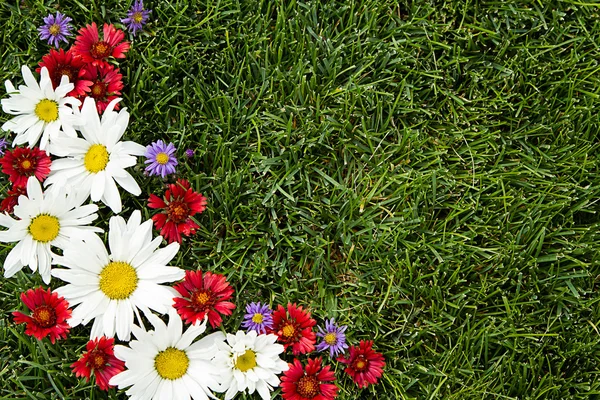 Rote, weiße und violette Gänseblümchen auf Gras — Stockfoto