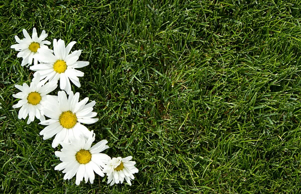 White flowers on grass — Stock Photo, Image