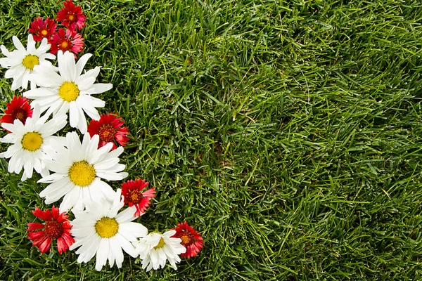 Red and white flowers on grass — Stock Photo, Image