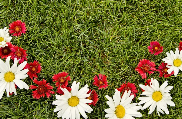 Red and white flowers on grass — Stock Photo, Image