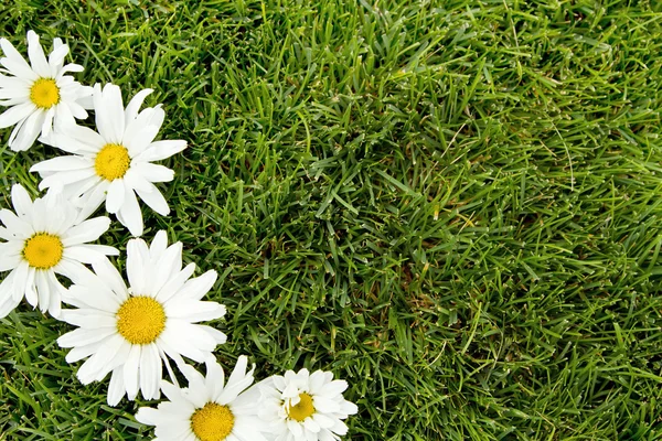 White flowers on grass — Stock Photo, Image