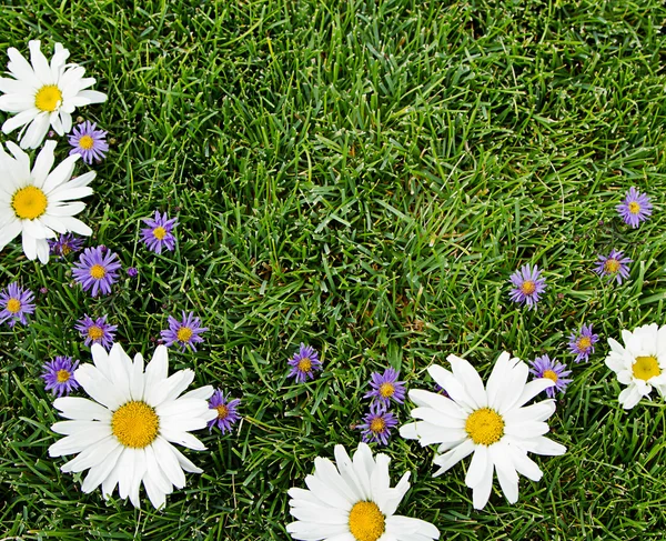 White and purple flowers on grass — Stock Photo, Image