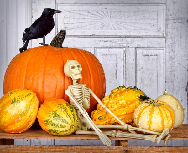 Απόκριες νεκρή φύση με σκελετό, το μαύρο πουλί και κολοκύθα — Φωτογραφία Αρχείου
