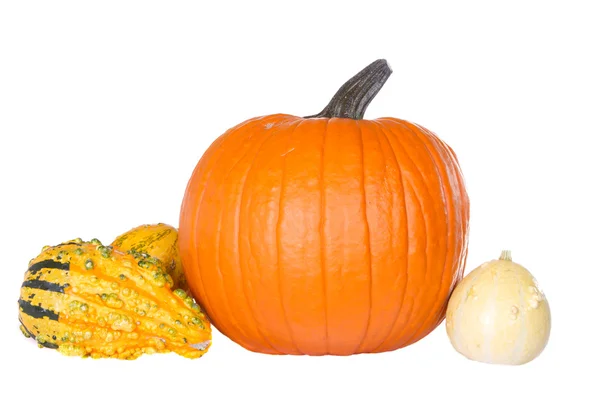 Pumpkins and gourds isolated — Stock Photo, Image