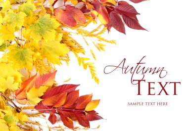 Sonbahar yaprakları beyazda