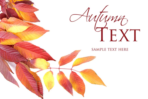 Sonbahar yaprakları beyazda