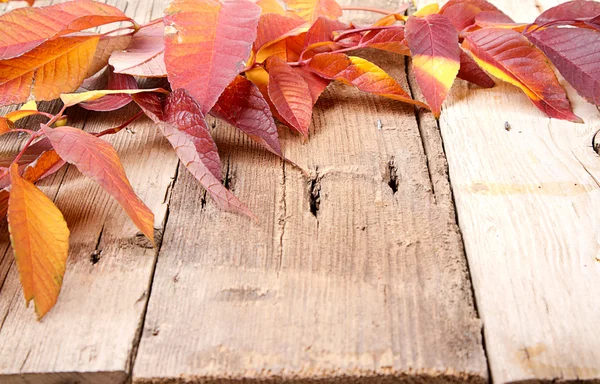 Hojas de otoño sobre tabla de madera — Foto de Stock