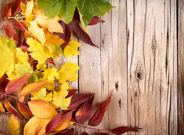Hojas de otoño sobre tabla de madera — Foto de Stock