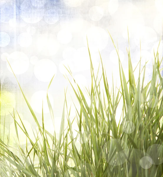 Grass with abstract background — Stock Photo, Image