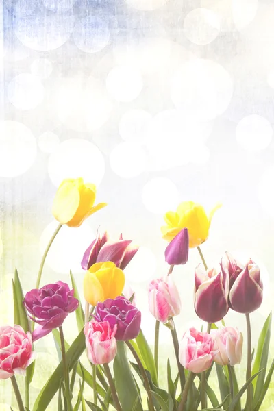 Tulips on a sunny background — Stock Photo, Image