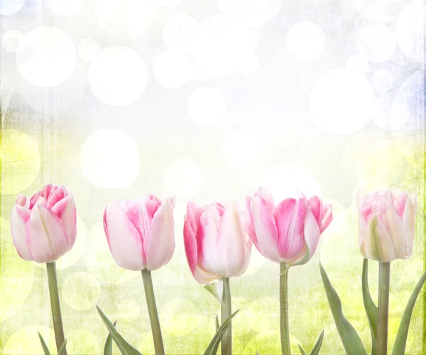 Tulips on a sunny background — Stock Photo, Image