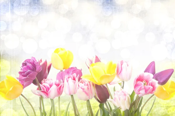 Тюльпаны на солнечном фоне — стоковое фото