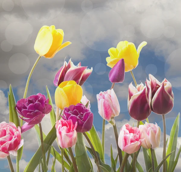 Tulipanes sobre un fondo nublado — Foto de Stock