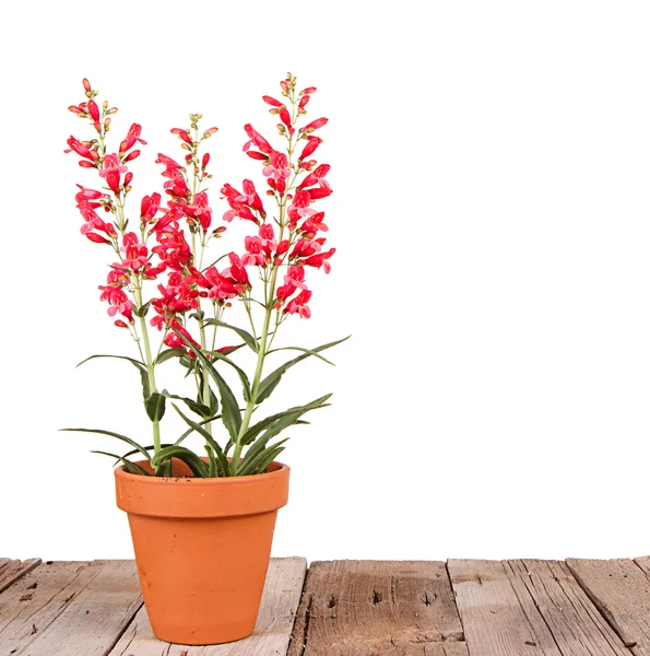 Red flowers in a clay pot — Stock Photo, Image