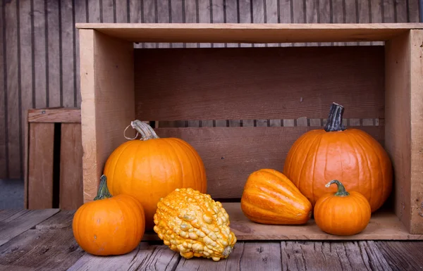 Citrouilles et gourdes assorties — Photo