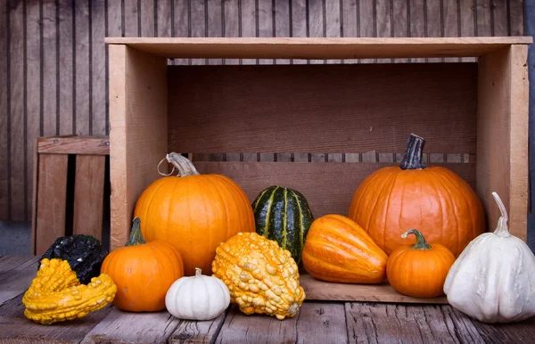 Assorted pumpkins and gourds — Stock Photo, Image