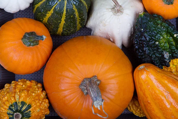 Assorted pumpkins and gourds — Stock Photo, Image