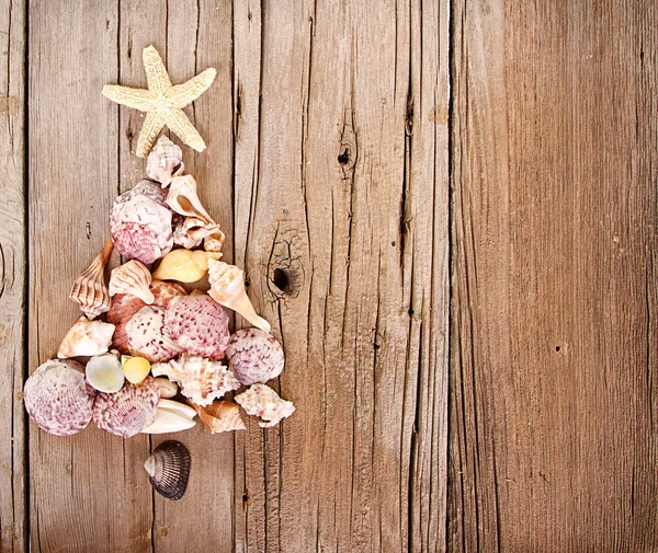 Sea shells shaped as a Christmas tree — Stock Photo, Image