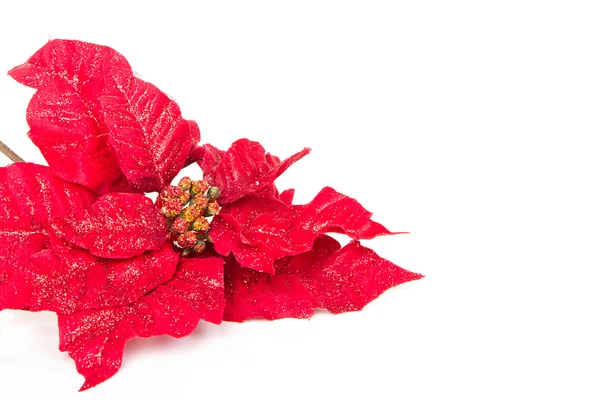 Red Poinsettia on white Royalty Free Stock Images