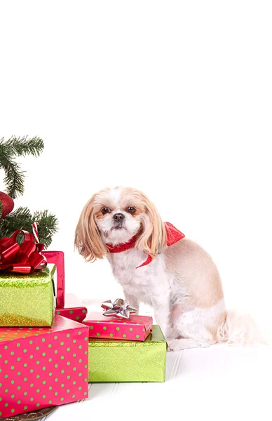 Small dog sitting by Christmas tree — Stock Photo, Image