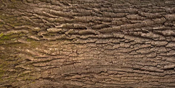 オークの樹皮のエンボス加工のテクスチャ 苔でオークの質感のパノラマ写真 — ストック写真