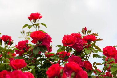 Yeşil bir çalılığın arka planında tomurcukları olan güller. Açık gri arka planda kırmızı güllerin çalıları çiçek açıyor..