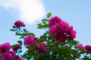 Yeşil çalıların üzerinde tomurcukları olan pembe güller. Pembe gül çalıları, bulutlu mavi gökyüzünün arka planında çiçek açıyor..