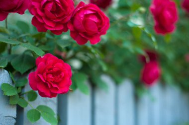 Yeşil çalıların üzerinde tomurcukları olan kırmızı güller. Kırmızı güllerin çalısı mavi çitin üzerinde açıyor..