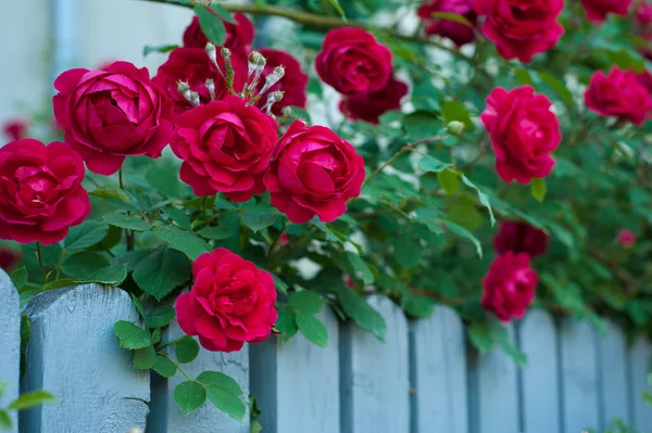 Piros Rózsák Rügyekkel Egy Zöld Bokor Hátterében Vörös Rózsák Virágoznak — Stock Fotó