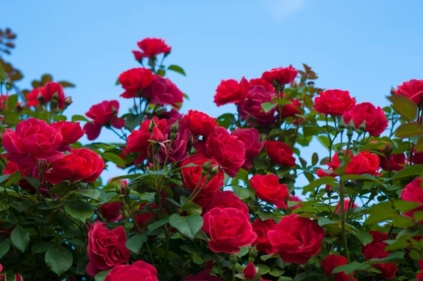 Kırmızı gül tomurcukları yeşil Bush bir arka plan ile. Kırmızı Gül Bush bulutlar mavi bir gökyüzü arka planda çiçek açan.