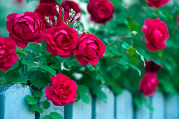 Yeşil çalıların üzerinde tomurcukları olan kırmızı güller. Kırmızı güllerin çalısı mavi çitin üzerinde açıyor..