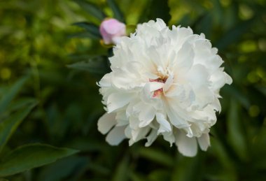 Bahçedeki beyaz şakayıklar. Çiçekli pembe şakayık. Güzel beyaz Peonie çiçeğine yakın çekim.