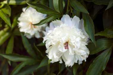 Bahçedeki beyaz şakayıklar. Çiçekli pembe şakayık. Güzel beyaz Peonie çiçeğine yakın çekim.