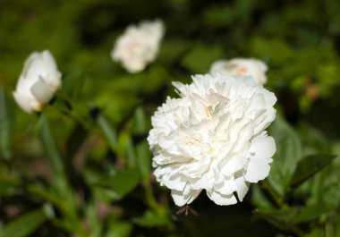 Bahçedeki beyaz şakayıklar. Çiçekli pembe şakayık. Güzel beyaz Peonie çiçeğine yakın çekim.