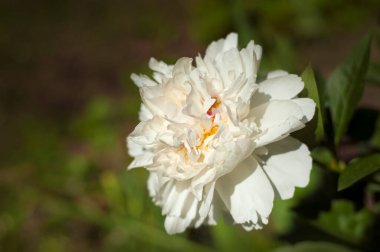 Bahçedeki beyaz şakayıklar. Çiçekli pembe şakayık. Güzel beyaz Peonie çiçeğine yakın çekim.