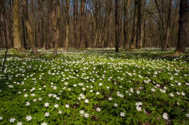 Güneşli bir günde ormanda Anemone nemorosa çiçeği. Ağaç şakayığı, yel çiçeği, yüksük otu.