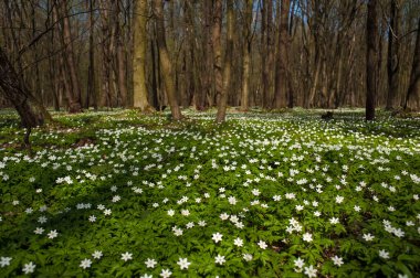 Güneşli bir günde ormanda Anemone nemorosa çiçeği. Ağaç şakayığı, yel çiçeği, yüksük otu.