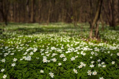 Güneşli bir günde ormanda Anemone nemorosa çiçeği. Ağaç şakayığı, yel çiçeği, yüksük otu.