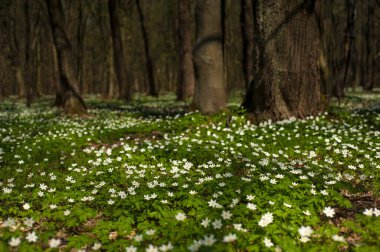 Güneşli bir günde ormanda Anemone nemorosa çiçeği. Ağaç şakayığı, yel çiçeği, yüksük otu.