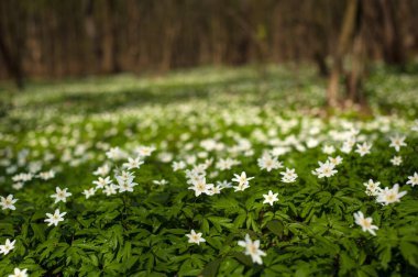 Güneşli bir günde ormanda Anemone nemorosa çiçeği. Ağaç şakayığı, yel çiçeği, yüksük otu.
