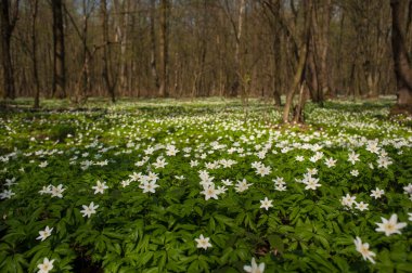 Güneşli bir günde ormanda Anemone nemorosa çiçeği. Ağaç şakayığı, yel çiçeği, yüksük otu.