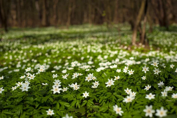 Anemone Nemorosa Flower Forest Sunny Day Wood Anemone Windflower Thimbleweed — Stock Photo, Image