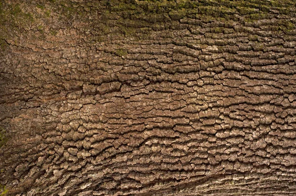 떡갈나무 껍질에 이끼가 오크의 — 스톡 사진